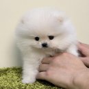 라이프독 시흥점 24시 강아지분양 고양이분양 | [시흥] 라이프독 시흥점, 24시간 강아지 분양으로 새로운 가족을 맞이한 소중한 경험