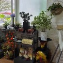 할머니추어탕자양점 | 홍질목 [강릉 연곡 추어탕 찐맛집] 내돈내산