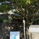 마신소프트 | 제주 구좌 블루보틀 후기커피 대신 소프트 아이스크림을 선택한 날