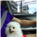 Bubble Dog 이미지