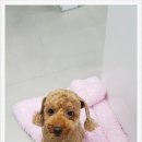 닥터팬더 동물병원 이미지