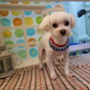 오렌지독하우스 이미지