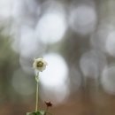 매화노루발