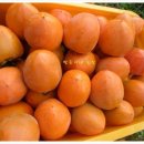 쌍둥이네농장 이미지