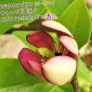 바나나향이 나는 목련 촛대초령목 (함소화)