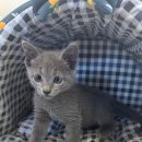 천안고양이 분양 냥블리 | 천안고양이분양 오래된 역사 러시안블루분양 후기