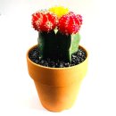 세자매마트 이미지