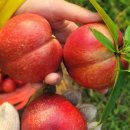 거북농장 이미지