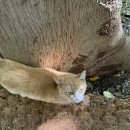 나로 in 해 이미지