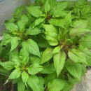 7월 16일 수요일 충방출석부~ 신세계~^^🎶 이미지