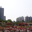 장미화원 이미지