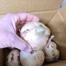 광평농장 이미지