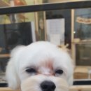 보드레도그 네이버블로그