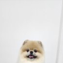 꼬야애견 이미지