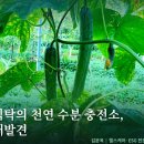 여름철 식탁의 천연 수분 충전소, ‘오이’의 재발견 이미지