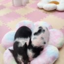 피그월드 이미지