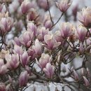 나무와 숲 이미지