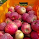 삼남매농장 이미지