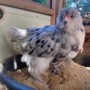 도그마실 이미지