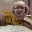 봄이 아빠의 댕댕이 간식 | Monthly 토리 쵸파 루피 10월