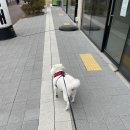 뽀송이 멍살롱 이미지