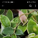 마더스 가든 이미지