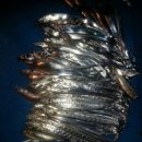 낚시민박 이미지