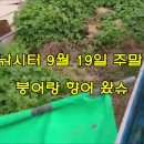 붕어랑메기랑 이미지