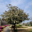 시골쌈밥 이미지