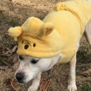 금낭화유치원 | [돌로박스 1년 구독 후기] 강아지용품 정기구독 2020년 상반기 구성품 정리