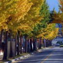 은행정천 이미지