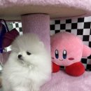 강아지분양 고양이분양 컴투펫 수원점 | 수원강아지분양 드디어 행복