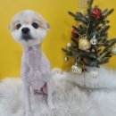 얼렁오시개 이미지