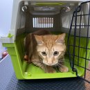 쥬디캣(Judy Cat) 이미지