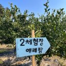 창천감귤농장