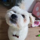 삼영상회 이미지