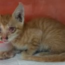 산타클라라동물병원 이미지