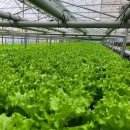 고잔농장 이미지