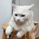 마로동물병원 | 고양이 발정 증상, 고양이 중성화 수술 후기, 고양이 중성화 수술 비용