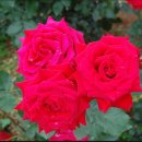 장미공원B 이미지