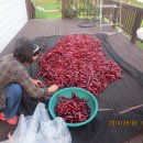 하늘농장5 이미지