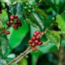 커피(coffee) 이미지