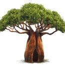 바오바브(baobab)
