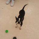 해피치 애견카페 이미지