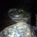 11545-10-25-28 | 새만금 출조 후기 (25/10/28) <풀치>