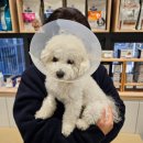 김포쎈텀동물병원 | 미니비숑 강아지 반려견 중성화 수술 후기 (김포 쎈텀 동물병원)