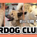 나의 진돗개들(kordog tv) 이미지