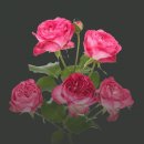 트렌드세터 이미지