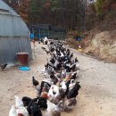 쟁골 농장 이미지