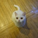 달과고양이 이미지